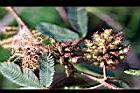 含羞草-實02.jpg