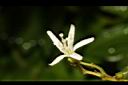 咖哩樹-花02.JPG