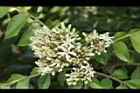 咖哩樹-花序02.JPG