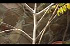咖哩樹-莖00.JPG