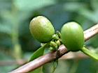 咖啡-青實06.JPG