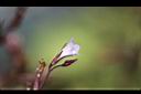 哈哼花-花01.jpg