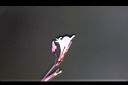 哈哼花-花02.jpg