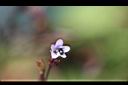 哈哼花-花03.jpg