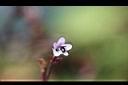 哈哼花-花04.jpg