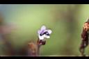 哈哼花-花05.jpg
