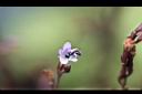 哈哼花-花13.jpg