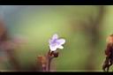 哈哼花-花14.jpg