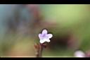 哈哼花-花15.jpg