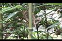 唐竹-節01.JPG
