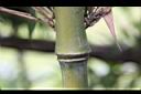 唐竹-節03.JPG