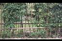 唐竹-莖01.JPG