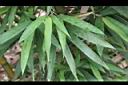 唐竹-葉01.JPG