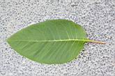 商陸-葉正1.jpg