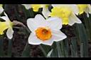 喇叭水仙-花04.JPG