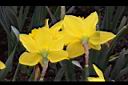 喇叭水仙-花背1.JPG