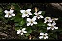 喜岩菫菜-花02.JPG