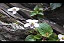 喜岩菫菜-花04.JPG