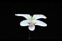 喜岩菫菜-花15.JPG