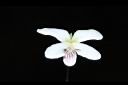 喜岩菫菜-花16.JPG