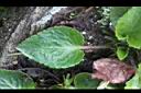 喜岩菫菜-葉00.JPG