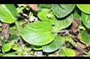 喜岩菫菜-葉05.JPG