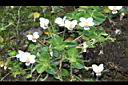喜岩菫菜01.JPG