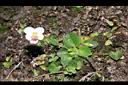 喜岩菫菜06.JPG