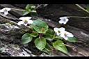 喜岩菫菜35.JPG