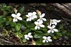 喜岩菫菜-花00.JPG