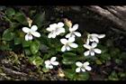 喜岩菫菜-花01.JPG