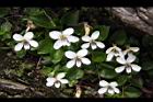 喜岩菫菜-花03.JPG