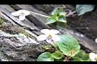 喜岩菫菜-花05.JPG
