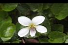 喜岩菫菜-花07.JPG