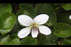 喜岩菫菜-花09.JPG