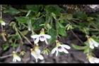 喜岩菫菜-花距00.JPG