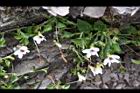 喜岩菫菜-花距02.JPG
