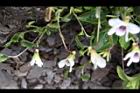 喜岩菫菜-花距03.JPG