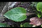 喜岩菫菜-葉01.JPG