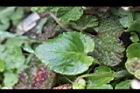 喜岩菫菜-葉03.JPG