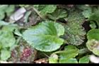 喜岩菫菜-葉04.JPG