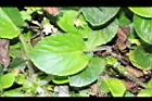 喜岩菫菜-葉06.JPG