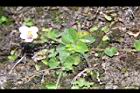 喜岩菫菜03.JPG