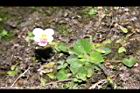 喜岩菫菜05.JPG