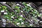 喜岩菫菜09.JPG