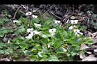 喜岩菫菜17.JPG