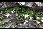 喜岩菫菜21.JPG