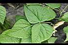 四季豆-白花-葉正00.jpg