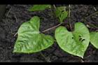 四季豆-紅花-幼株11.JPG