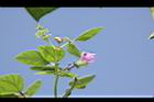 四季豆-紅花00.JPG